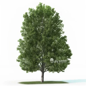 InnovaTree mature Innova Tree